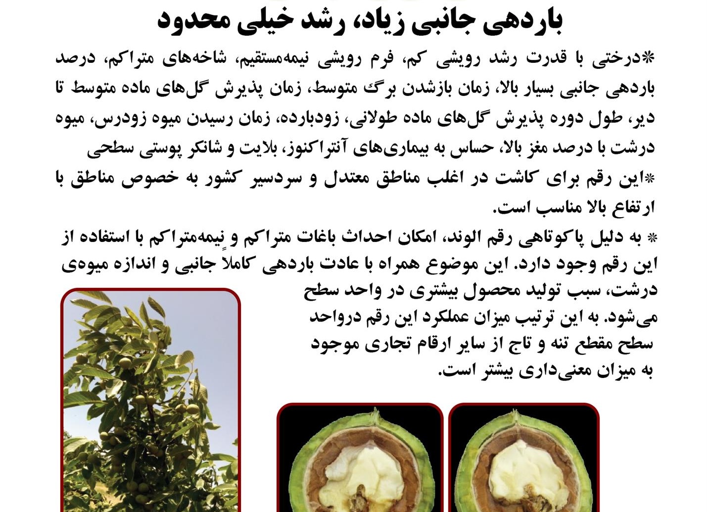 فن بازار