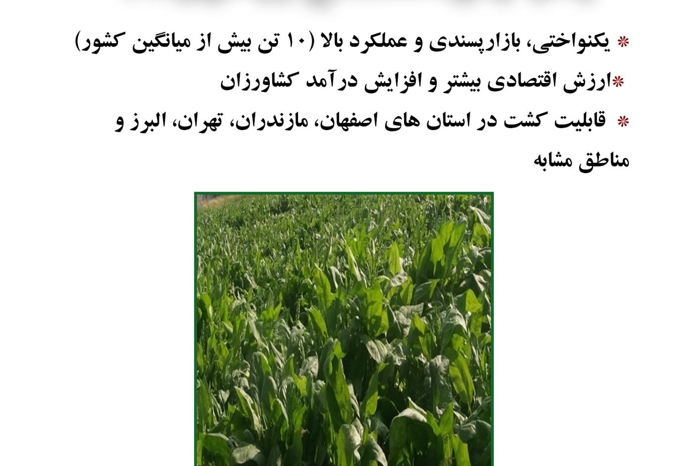 فن بازار
