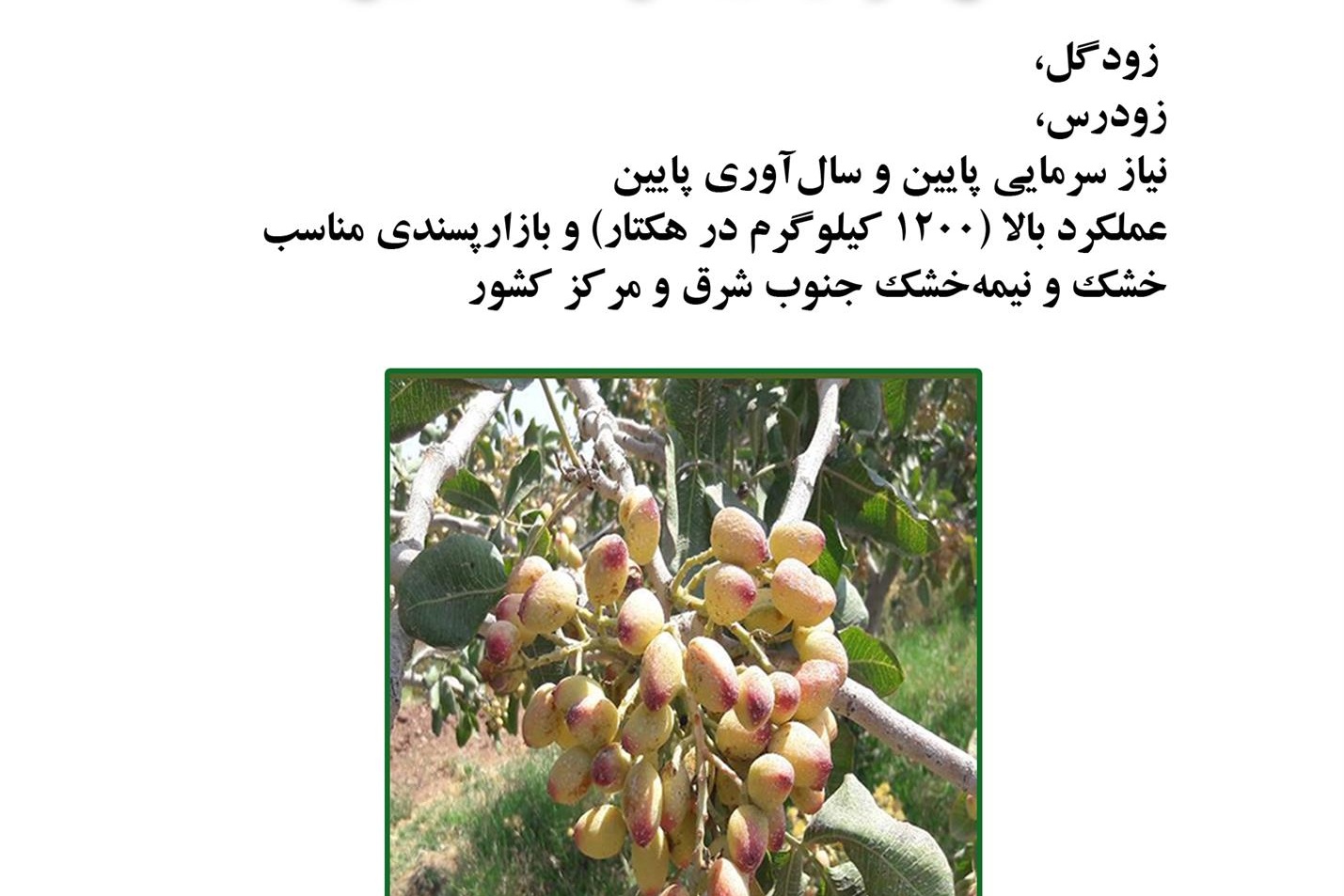 فن بازار