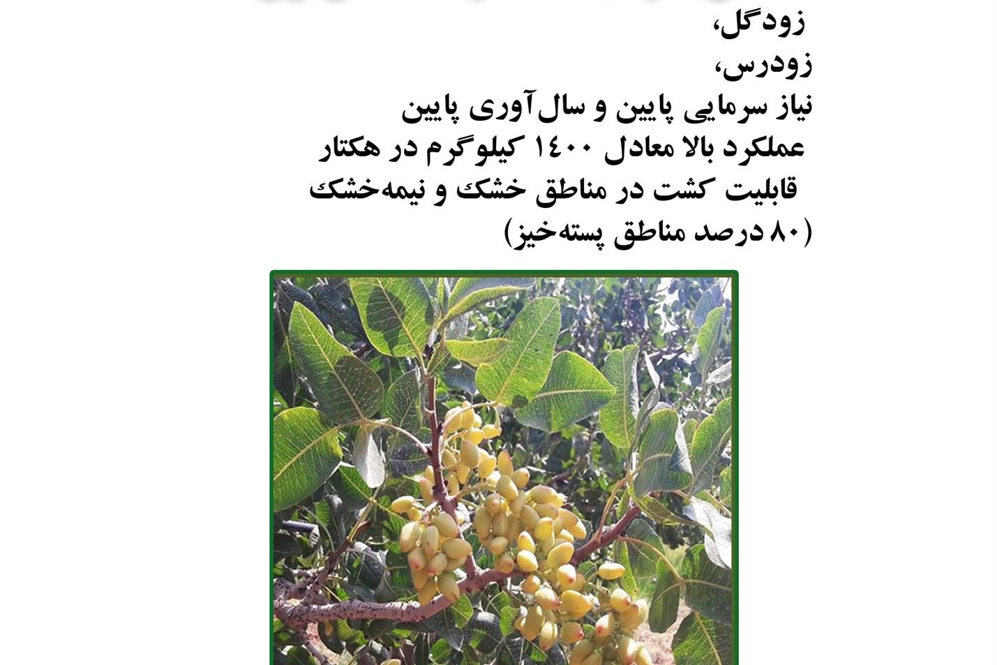 فن بازار