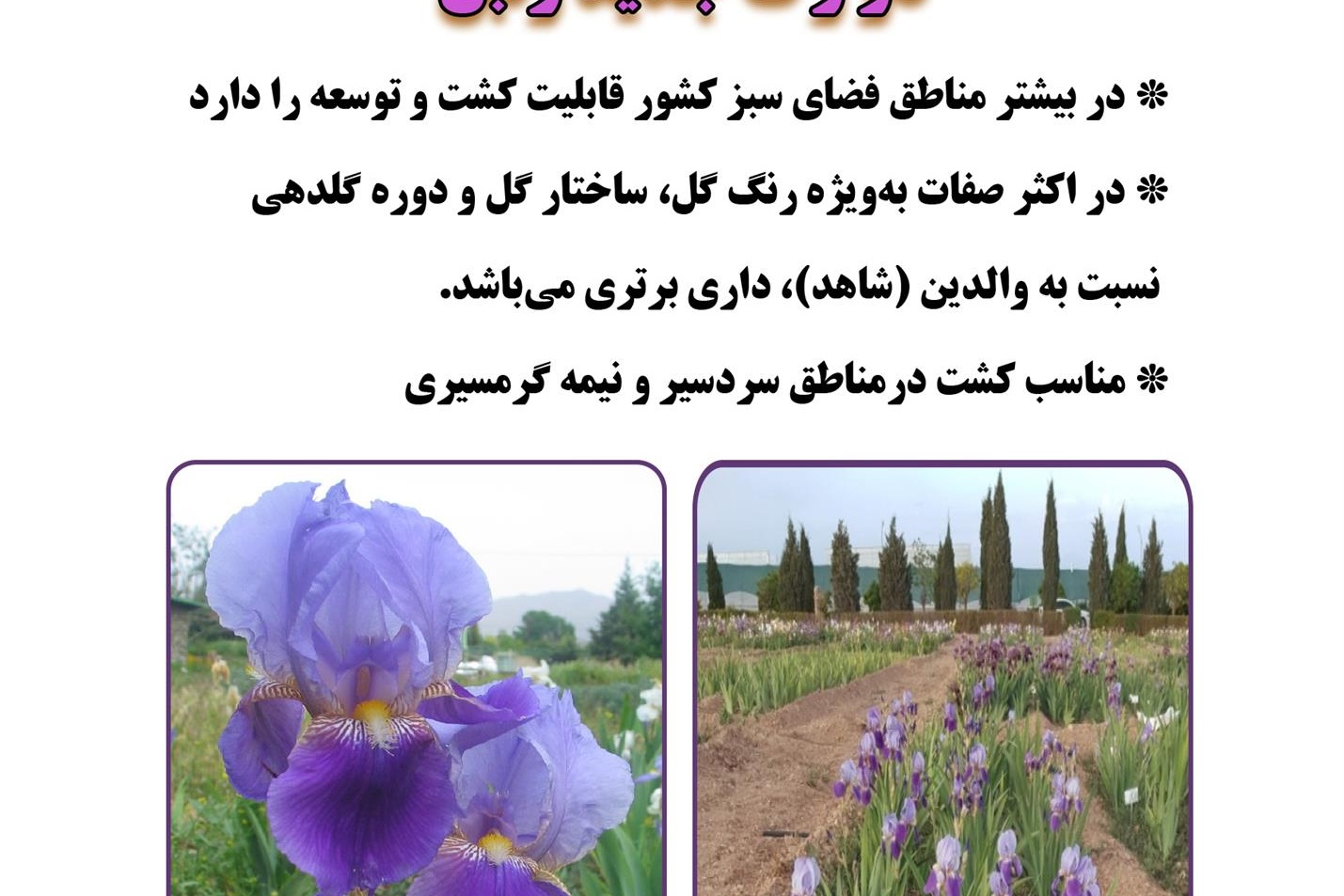 فن بازار