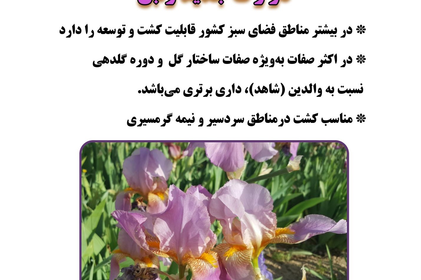 فن بازار