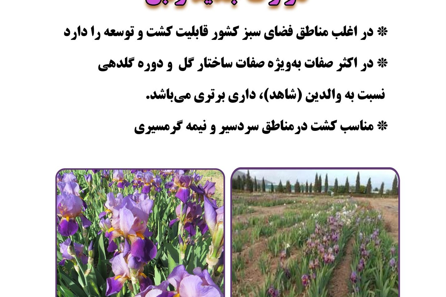 فن بازار