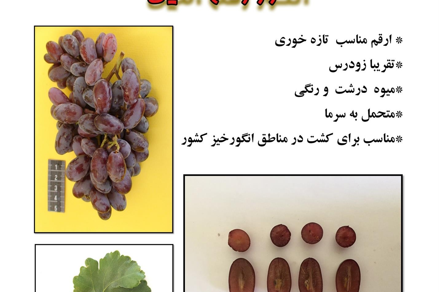 فن بازار