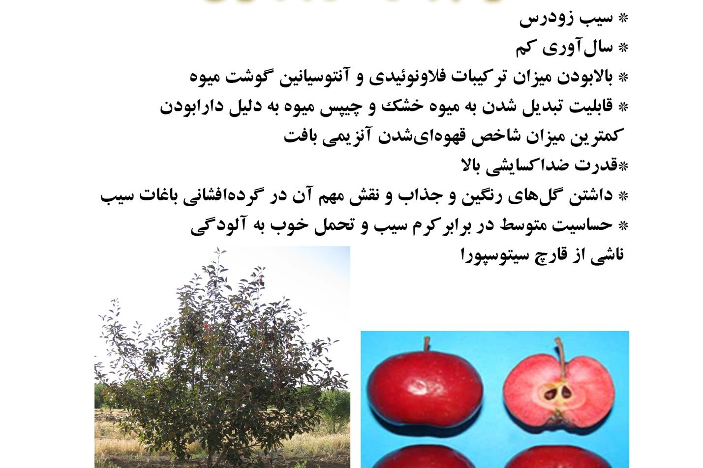 فن بازار