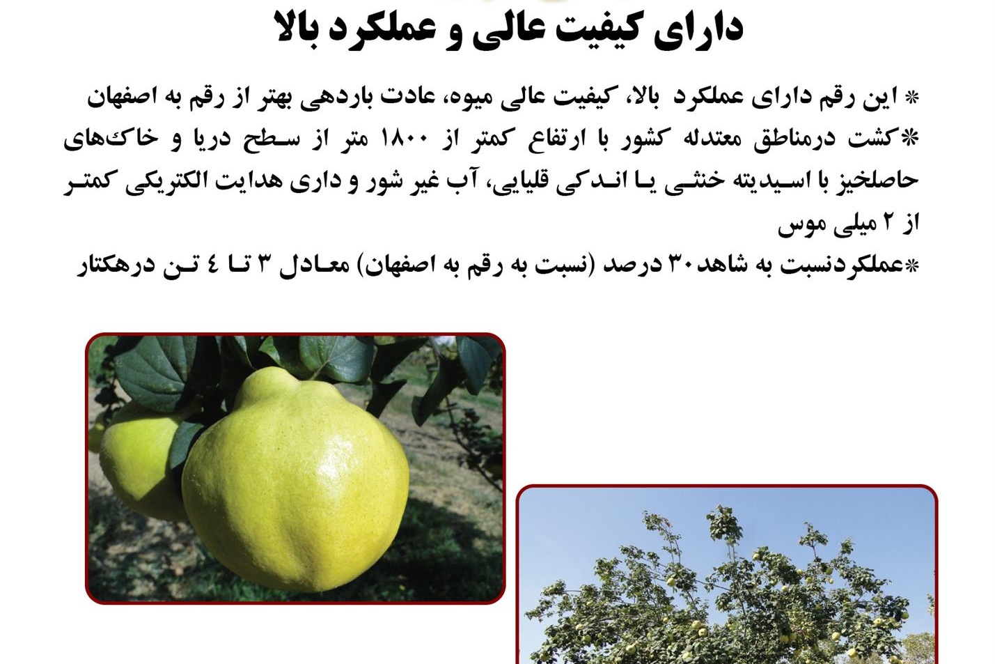 فن بازار