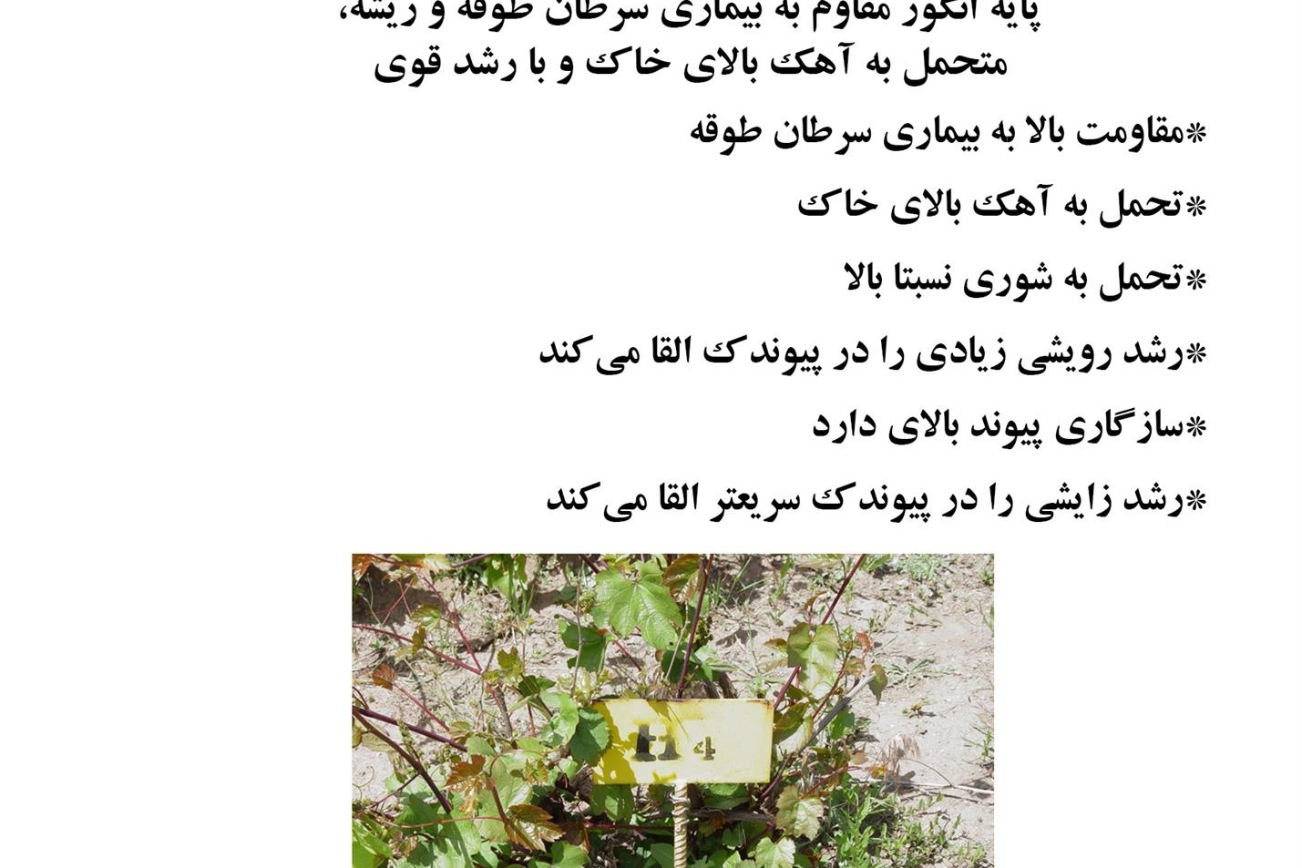 فن بازار