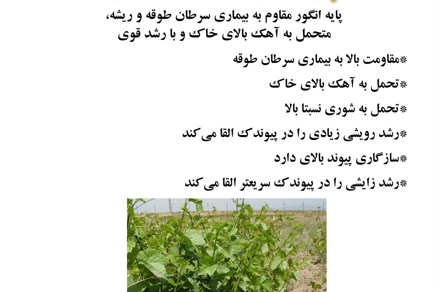 فن بازار