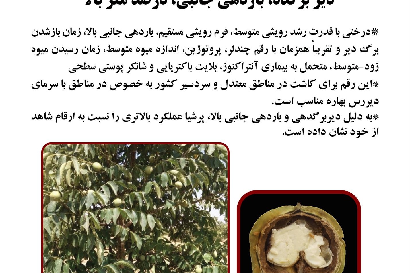 فن بازار