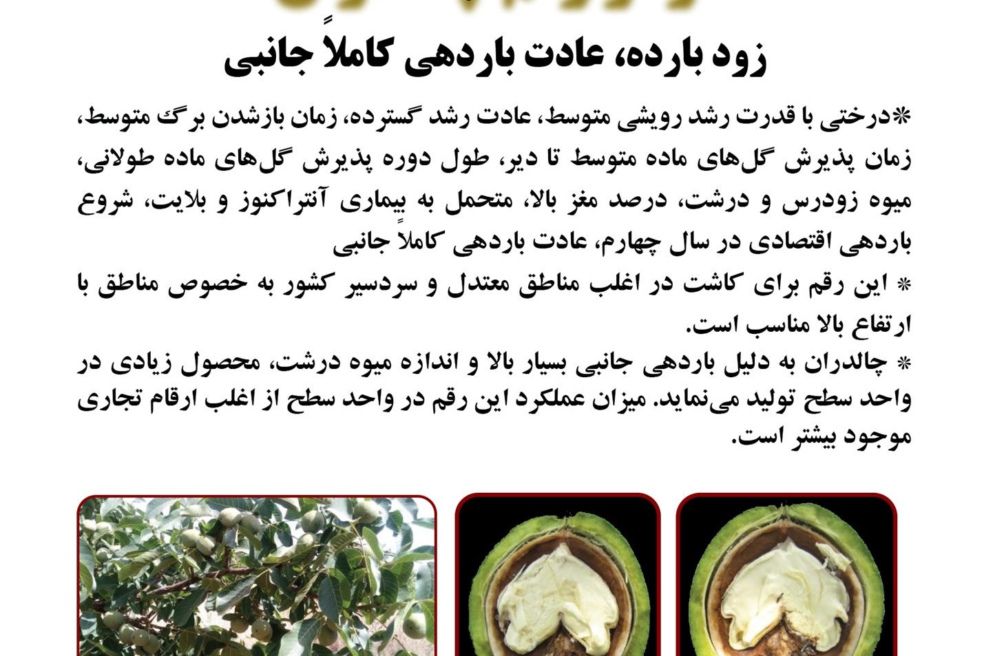 فن بازار