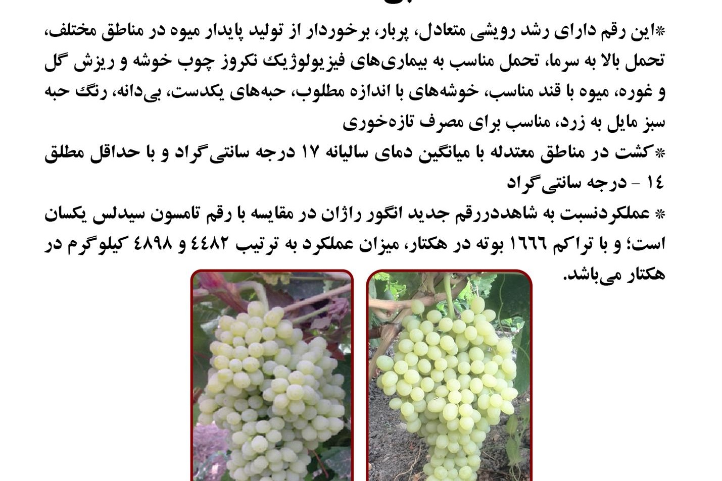 فن بازار