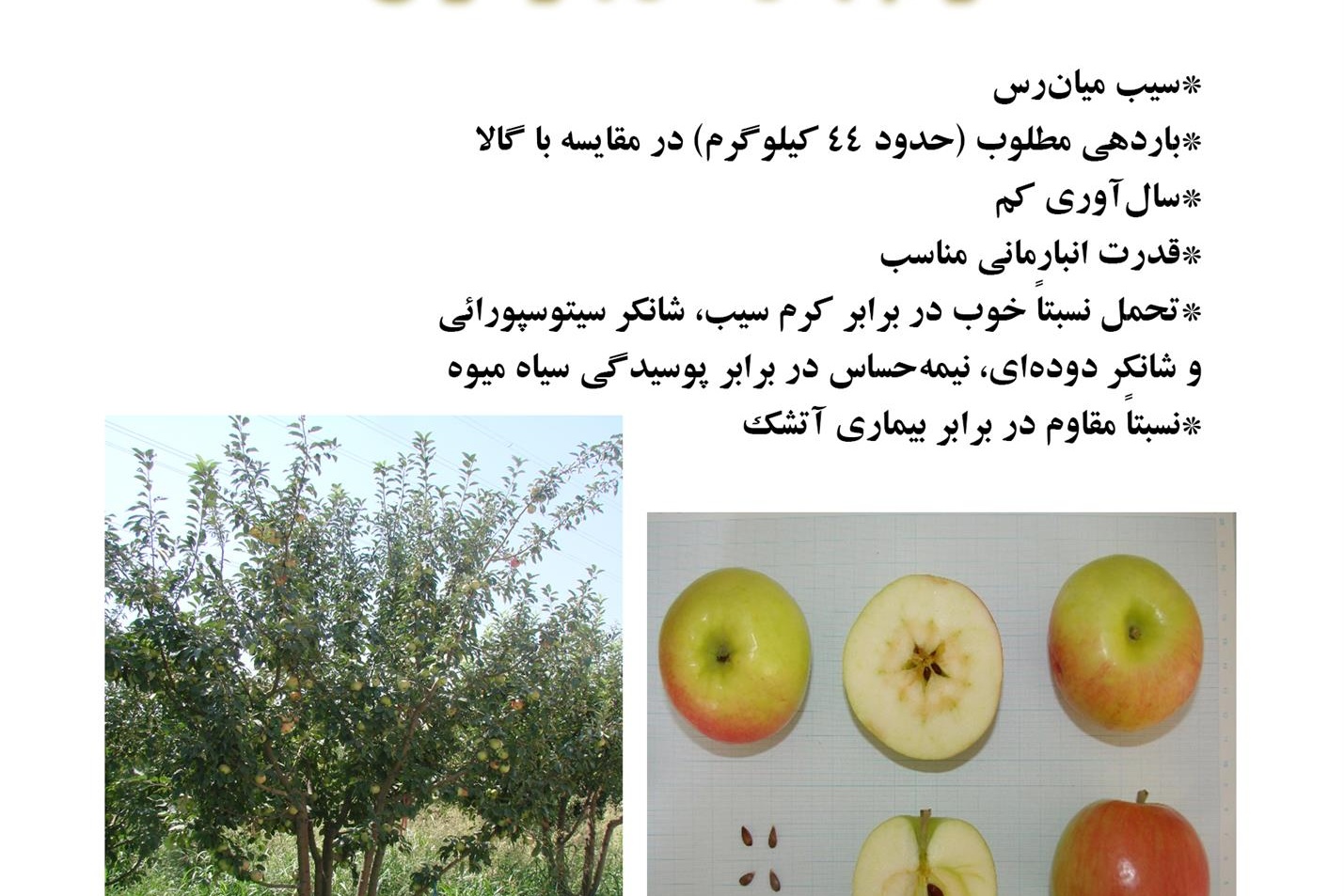 فن بازار