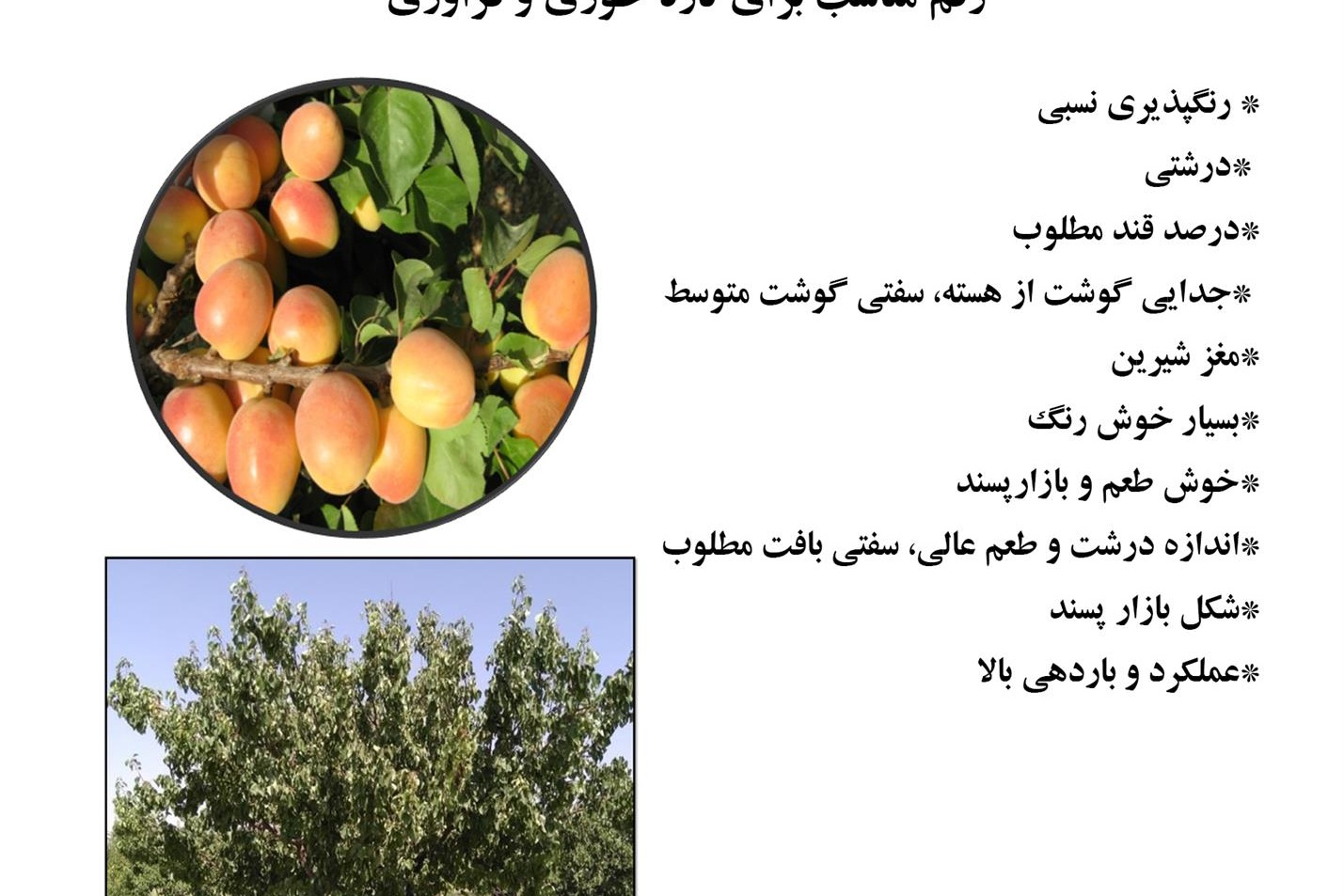فن بازار