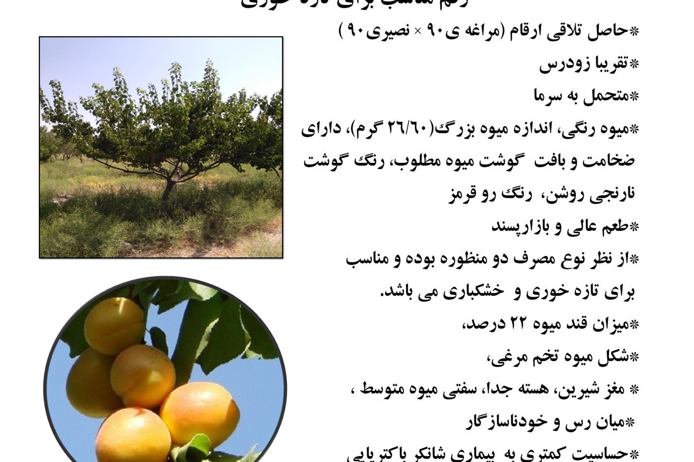 فن بازار