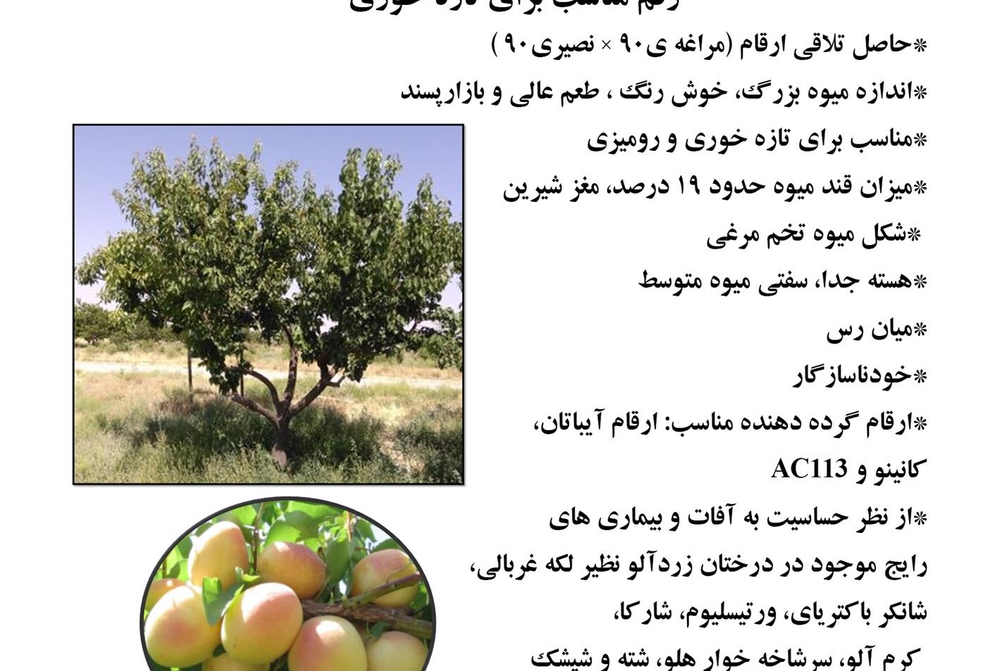 فن بازار
