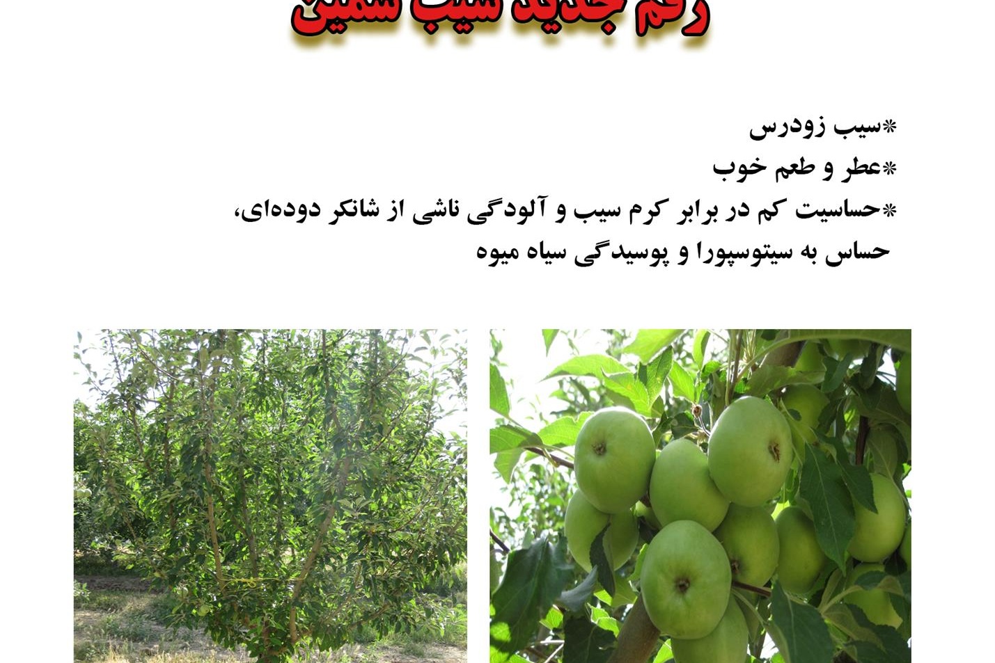 فن بازار