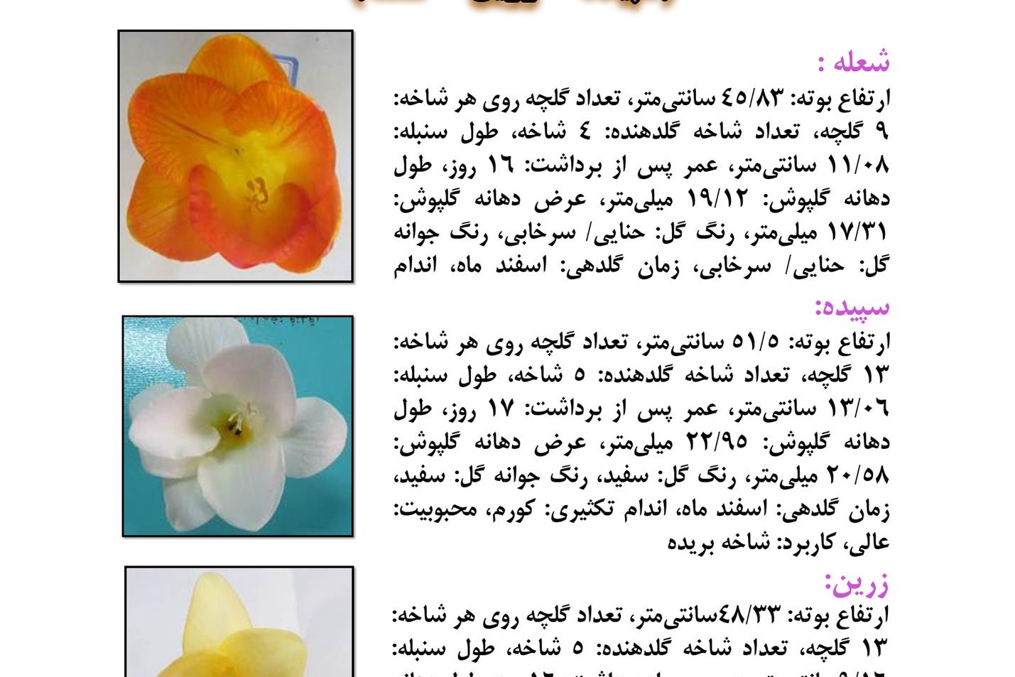 فن بازار