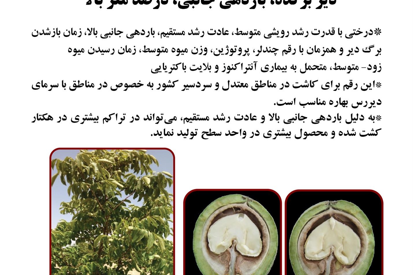 فن بازار