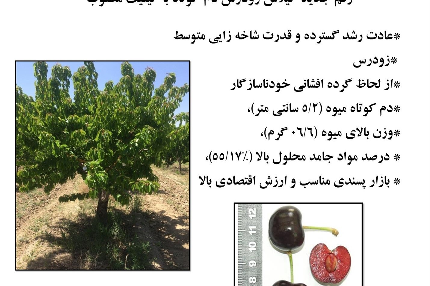 فن بازار