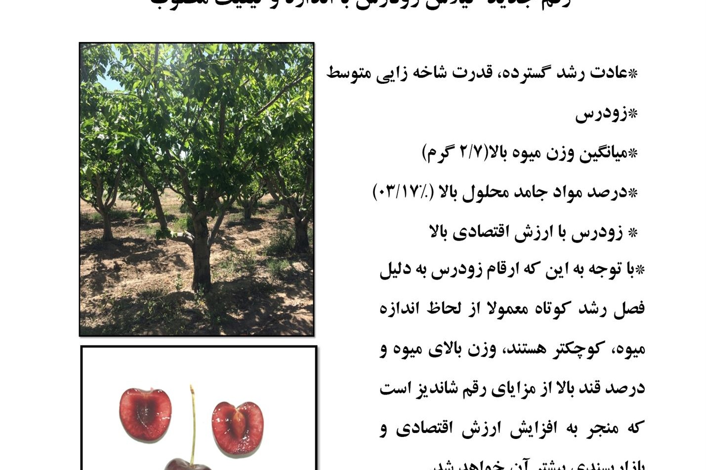 فن بازار