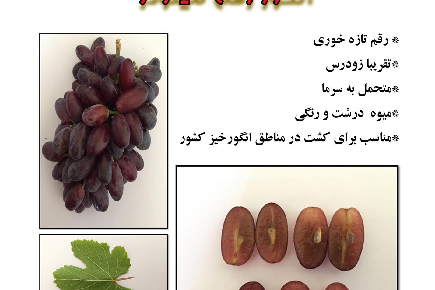 فن بازار