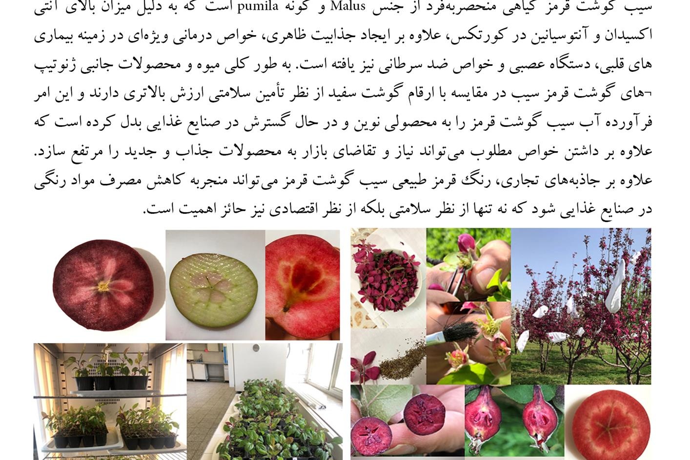 فن بازار