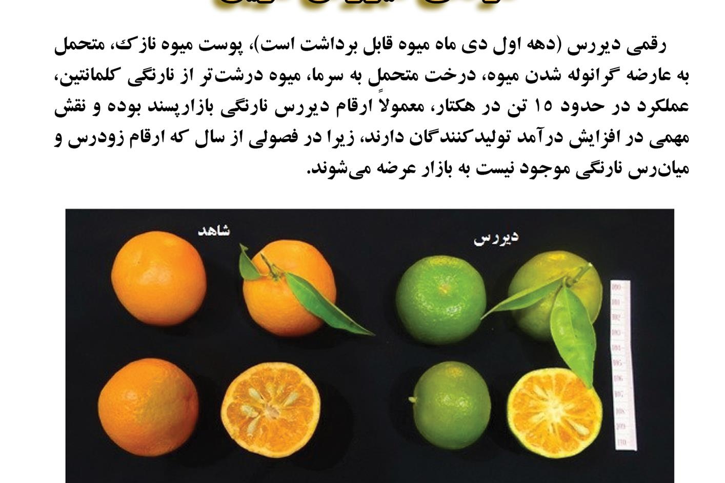 فن بازار