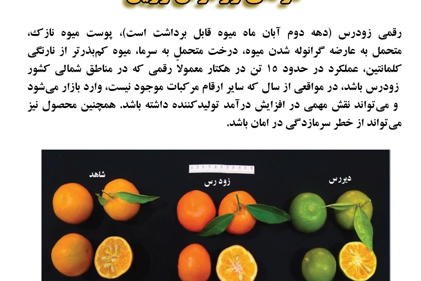 فن بازار