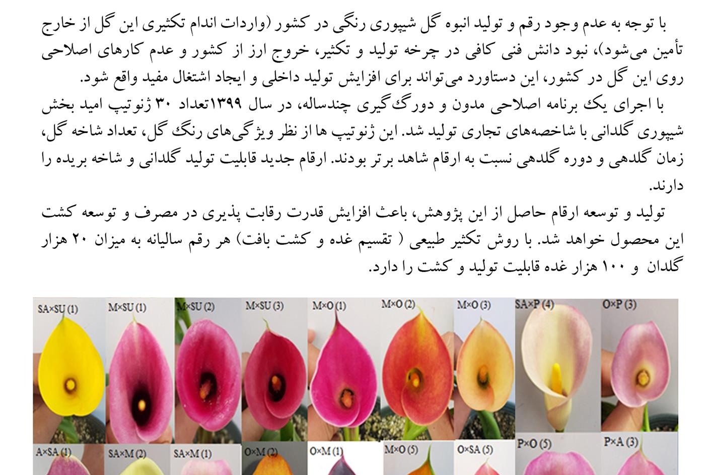 فن بازار