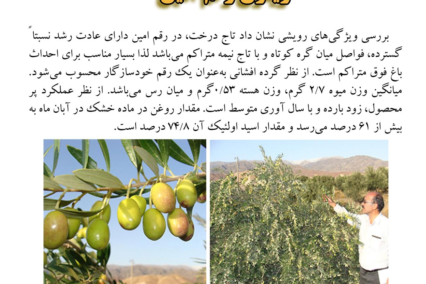 فن بازار