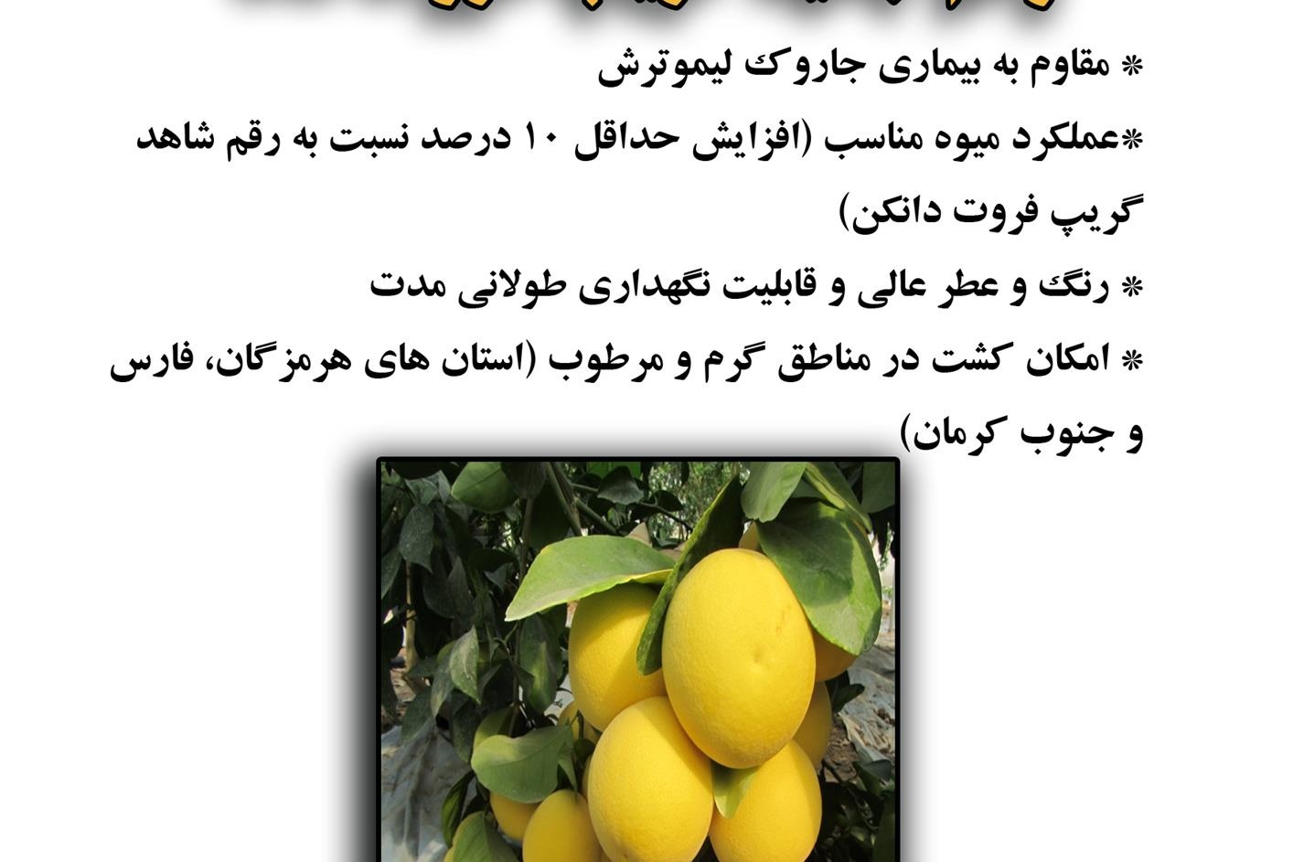 فن بازار