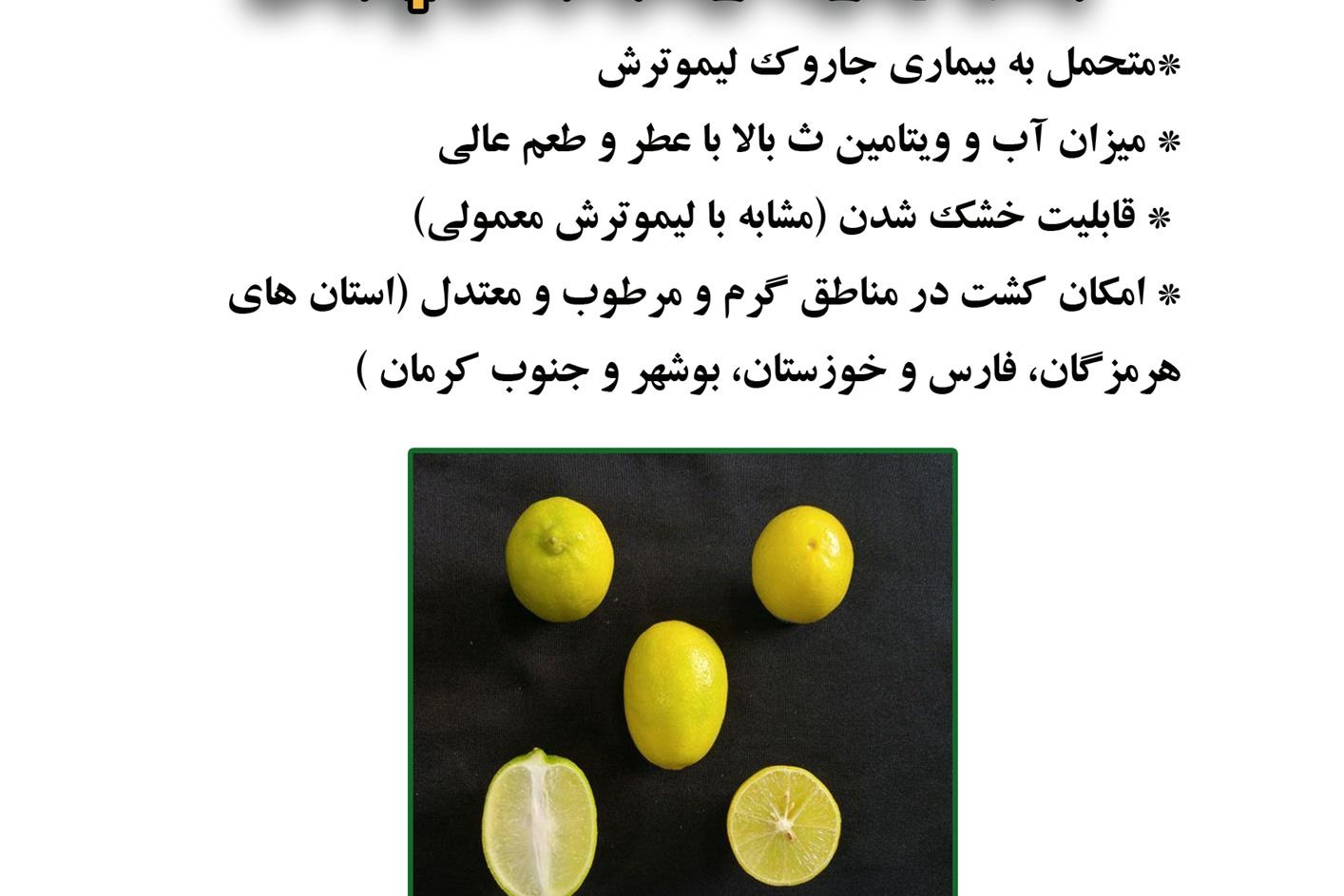 فن بازار