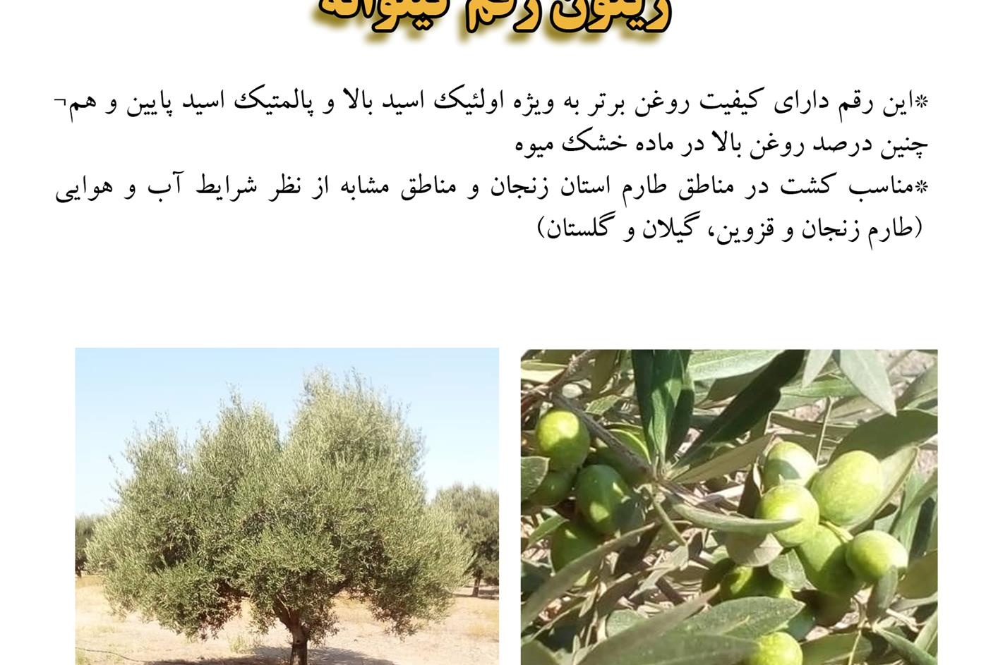 فن بازار