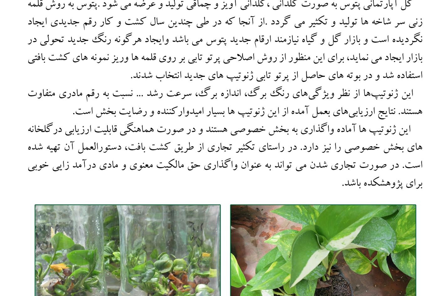 فن بازار
