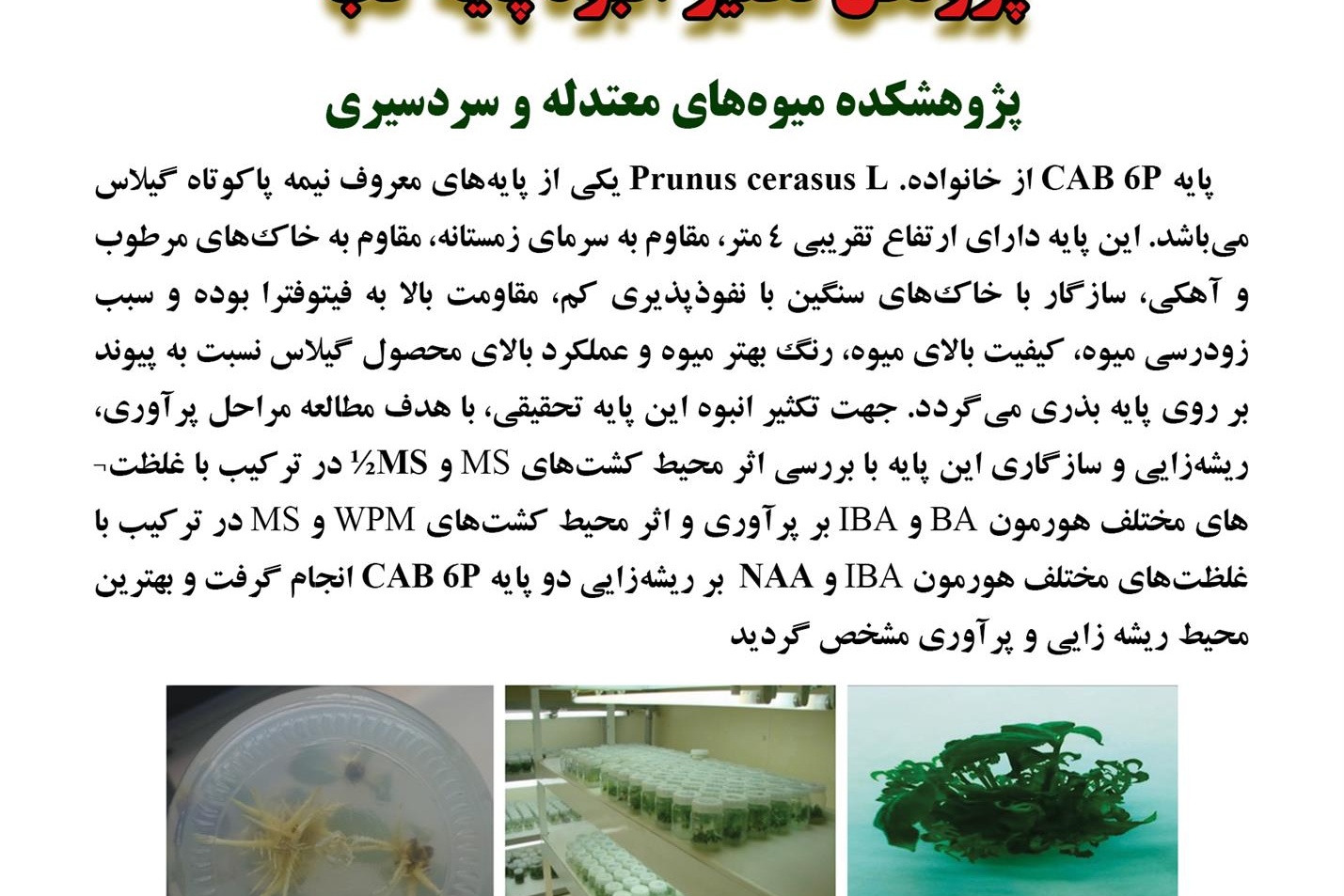 فن بازار