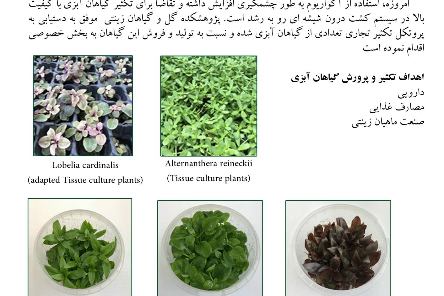 فن بازار