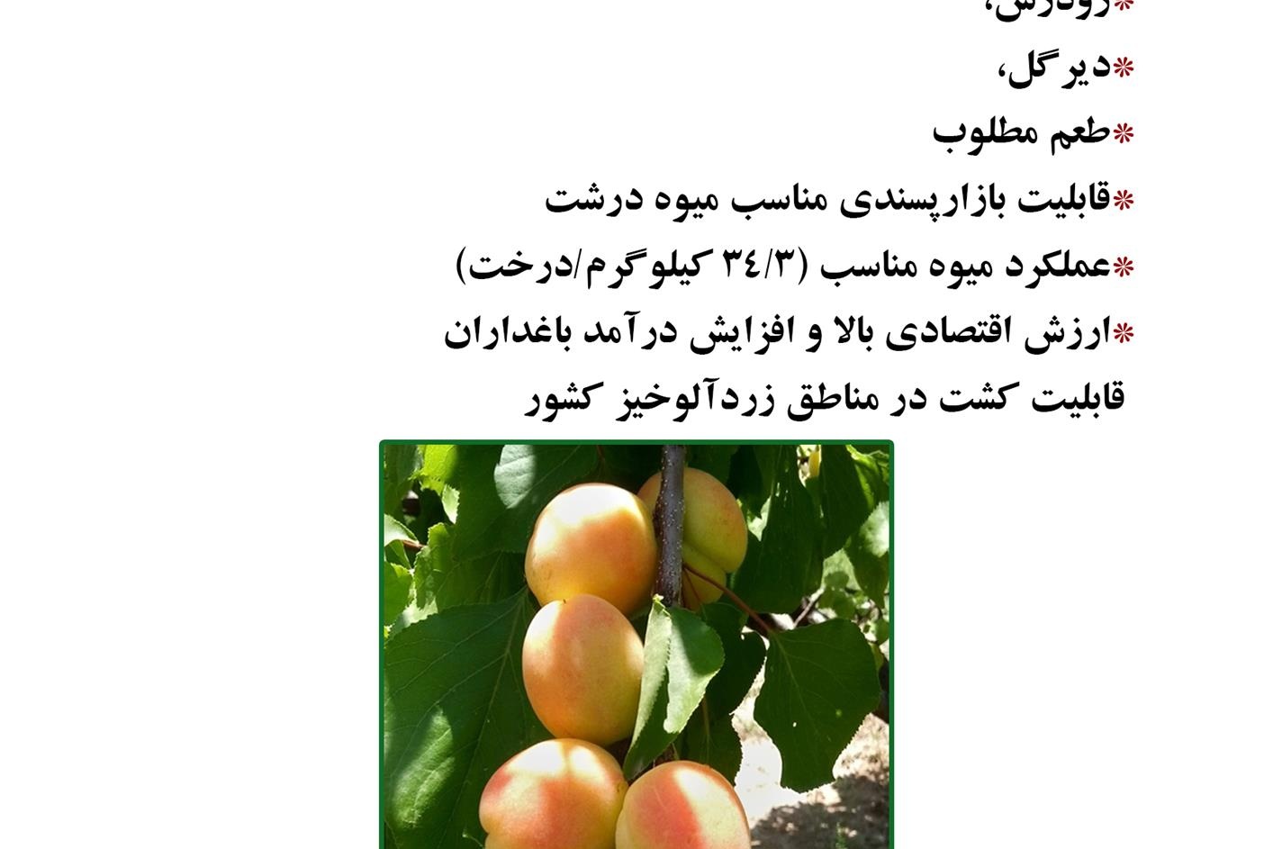 فن بازار
