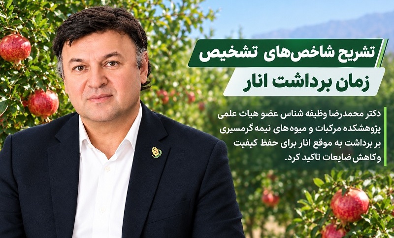 عضو هیات علمی پژوهشکده مرکبات و میوه‌های نیمه‌گرمسیری بر برداشت به‌ موقع انار برای حفظ کیفیت و کاهش ضایعات تاکید کرد