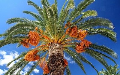 تولید نهال ریشه‌دار گلدانی خرما، راهکار کاهش تلفات و صرفه‌جویی در منابع آب است
