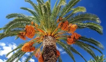 تولید نهال ریشه‌دار گلدانی خرما، راهکار کاهش تلفات و صرفه‌جویی در منابع آب است